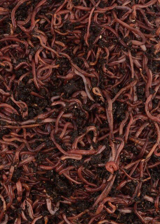 Composting Worms | Red Wigglers | 1,000
