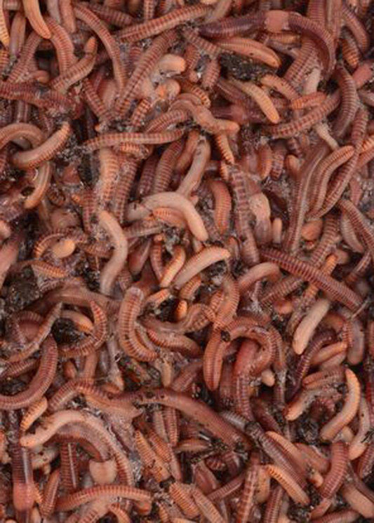 Composting Worms | European Nightcrawler | 250