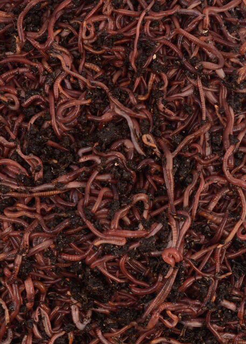 2000 Red Composting Worms - 2 pounds