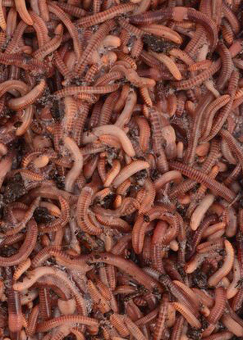 500 Super Red European Nightcrawler Composting Worms - 1/2 Pound